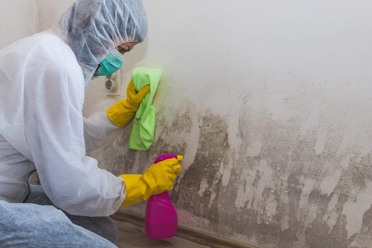 How Do Water Restoration Companies Handle Mold Remediation and&nbsp;Prevention