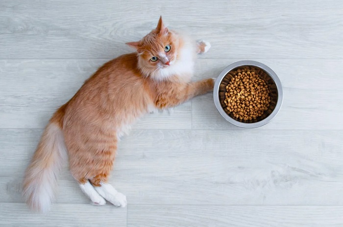 What Are the Best Foods for Maine Coon Kittens with Food Sensitivities or&nbsp;Allergies